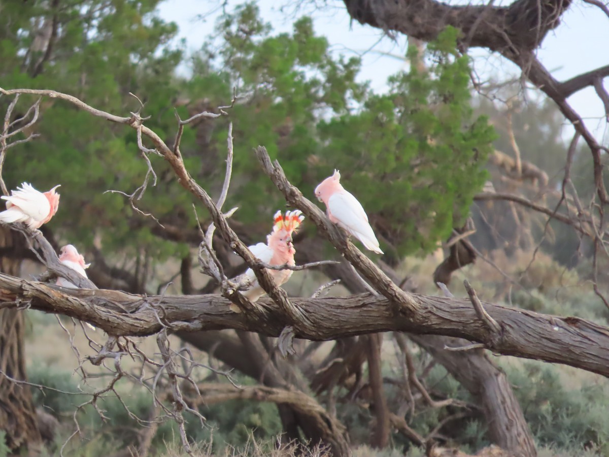 Pink Cockatoo - ML433391831