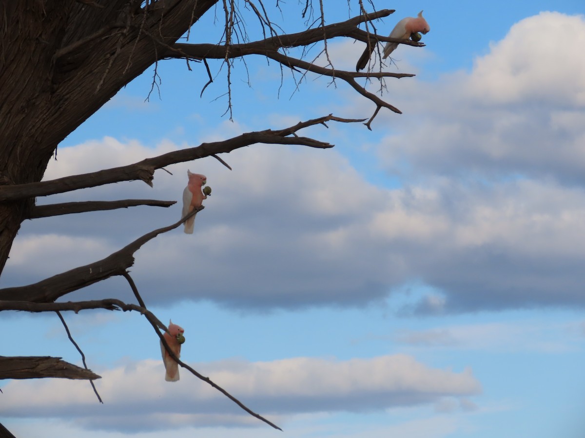 Pink Cockatoo - ML433391891