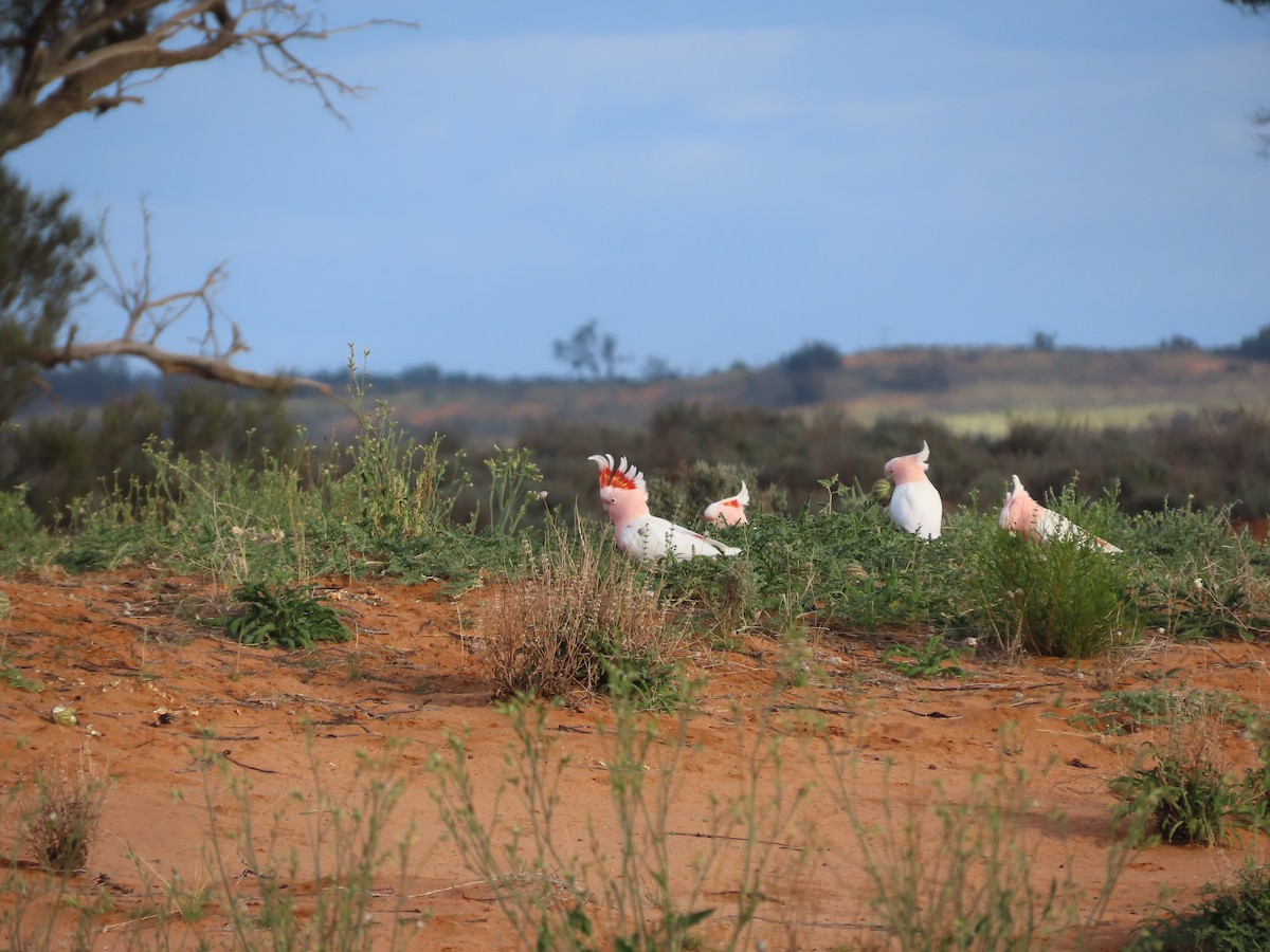 Pink Cockatoo - ML433391901