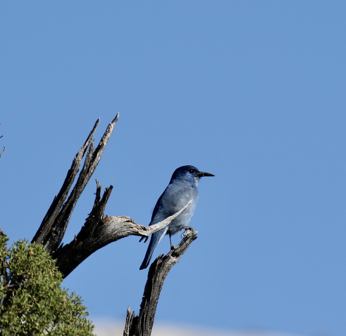Pinyon Jay - ML433393121