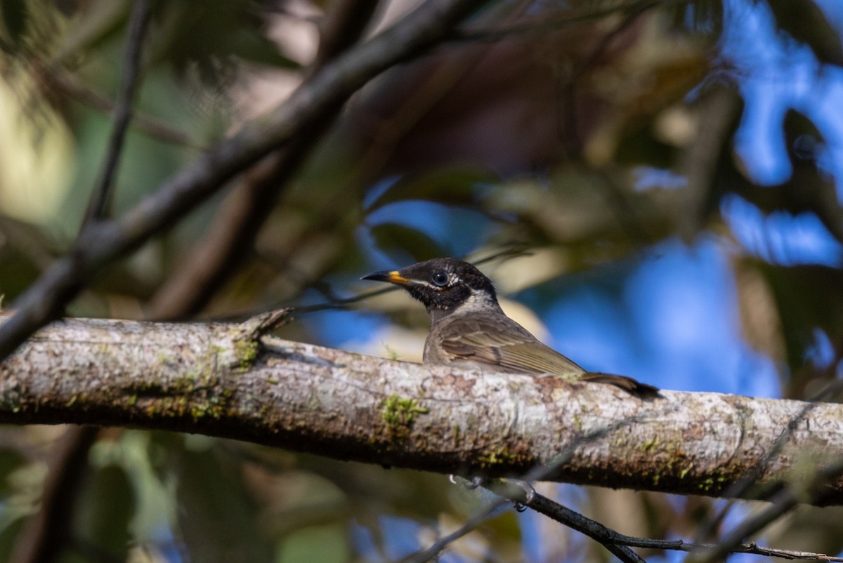 Bridled Honeyeater - ML433393751