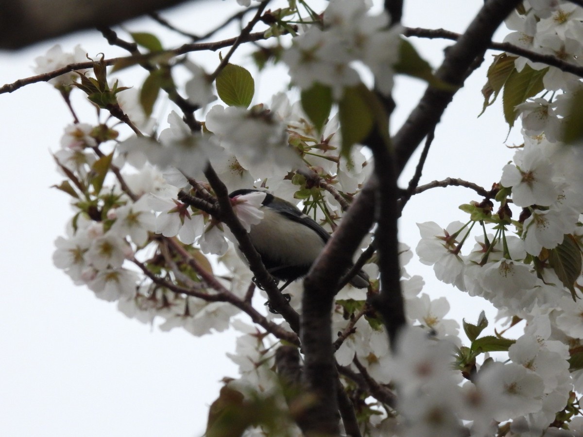 Japanese Tit - ML433394111