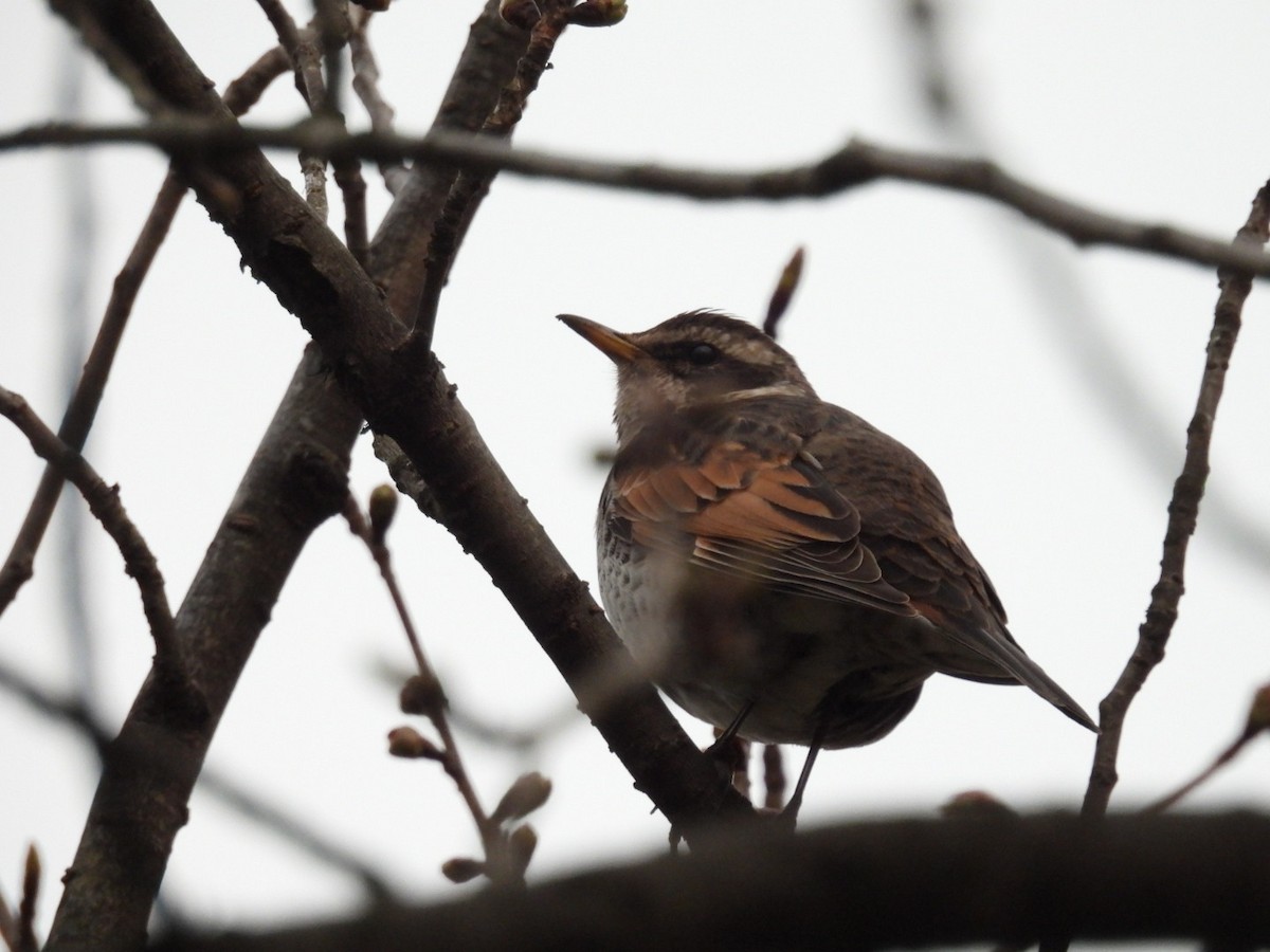 Dusky Thrush - ML433394201