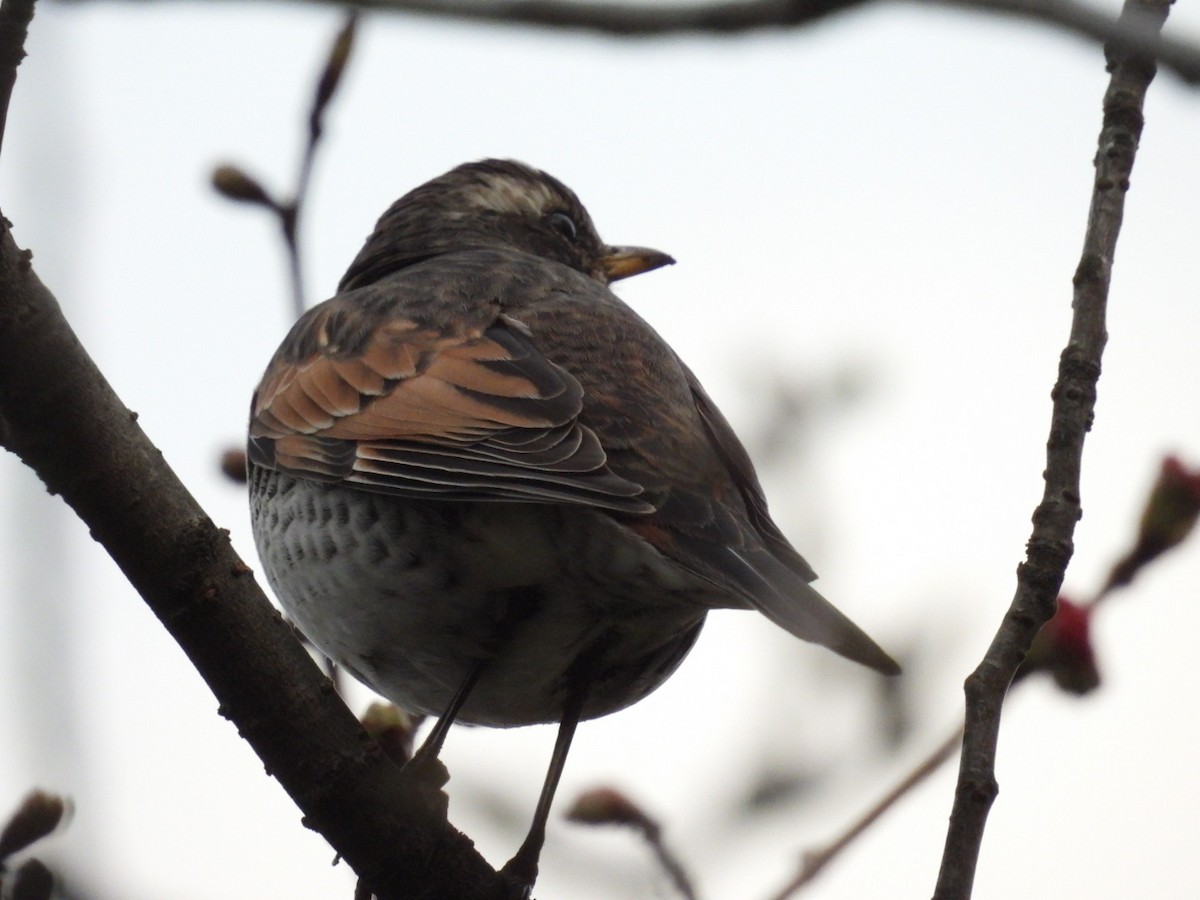 Dusky Thrush - ML433394221