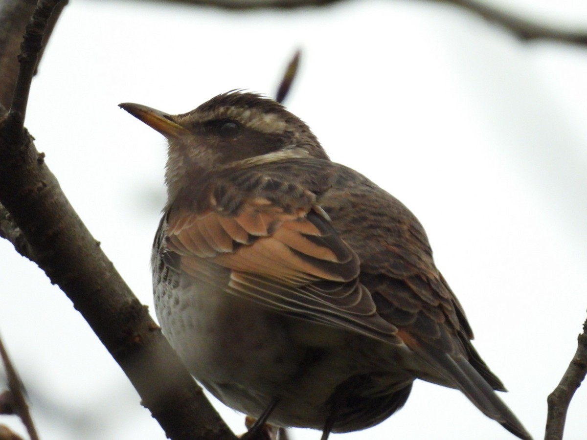 Dusky Thrush - ML433394231