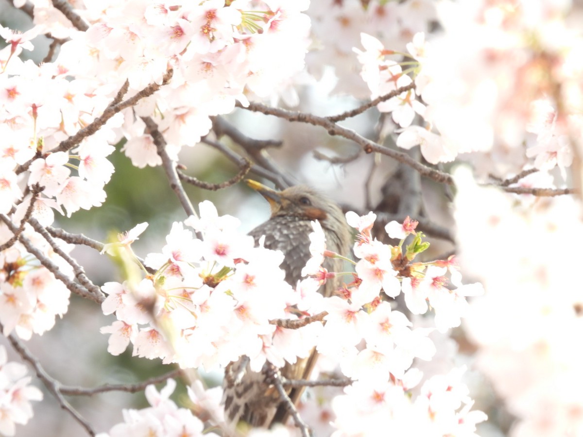 Brown-eared Bulbul - ML433394471