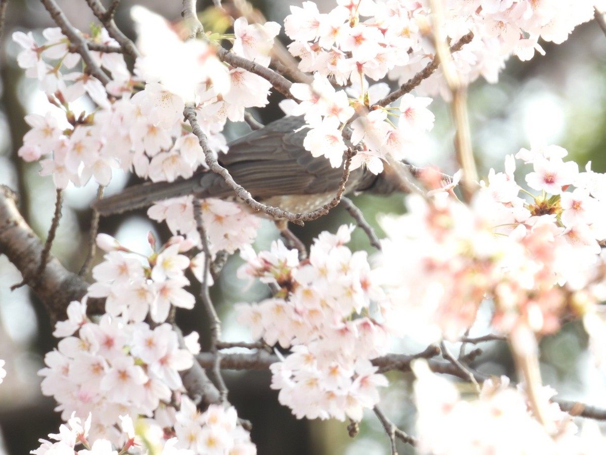 Brown-eared Bulbul - ML433394481