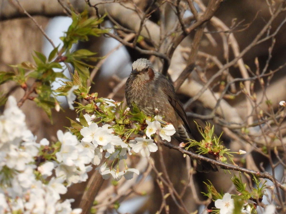 Brown-eared Bulbul - ML433394491