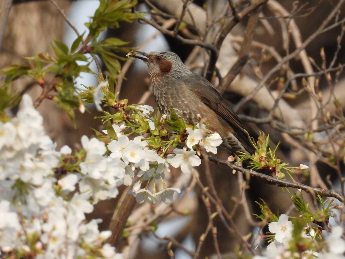 Brown-eared Bulbul - ML433394531