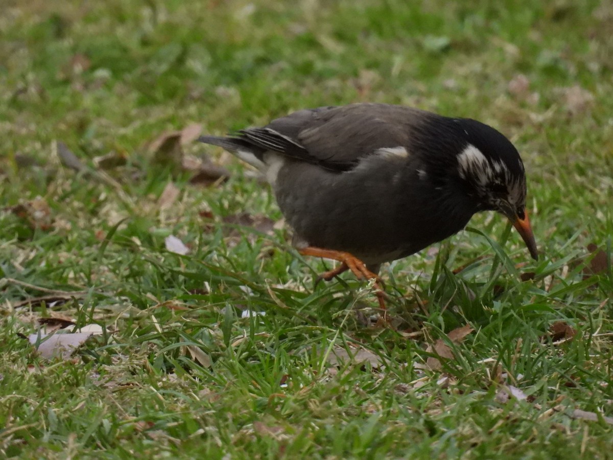 White-cheeked Starling - ML433394551