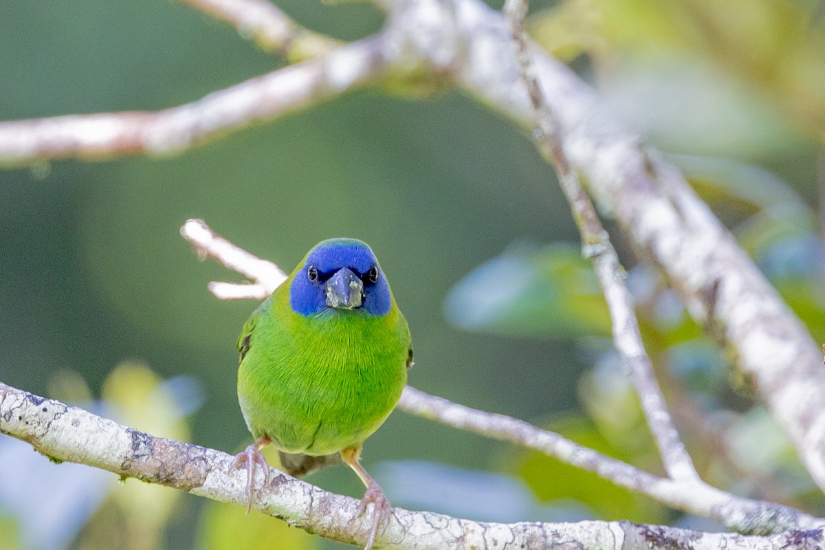 Blue-faced Parrotfinch - Imogen Warren