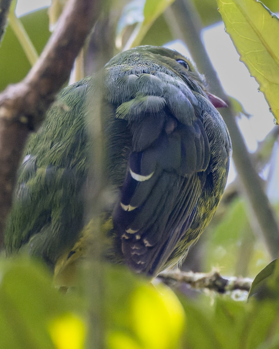 Green-and-black Fruiteater - Gary Leavens