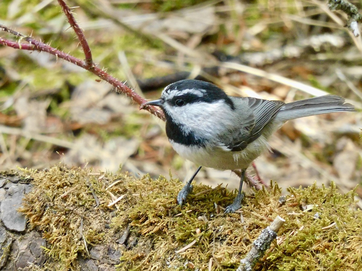 Mountain Chickadee - ML433395201