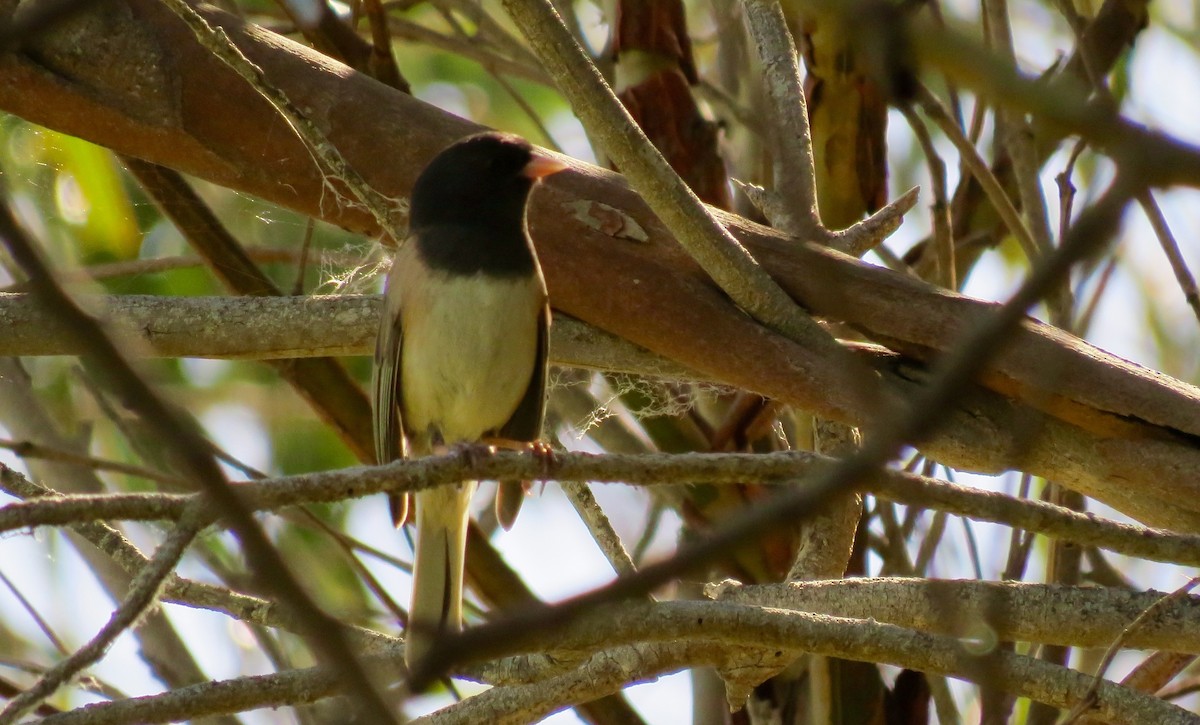 Dark-eyed Junco - ML433397741