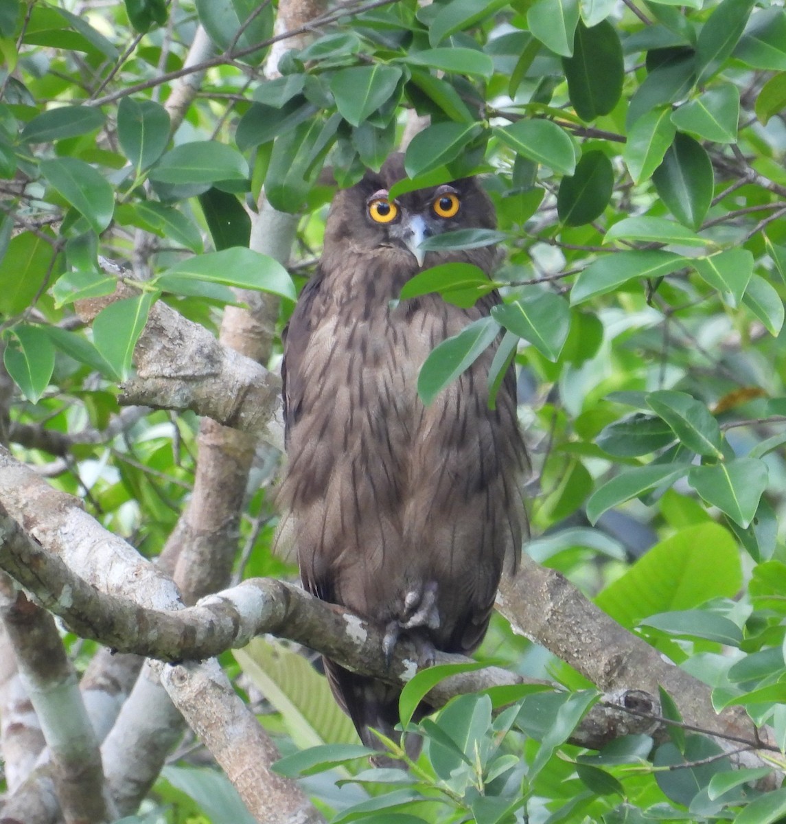 Dusky Eagle-Owl - ML433397981