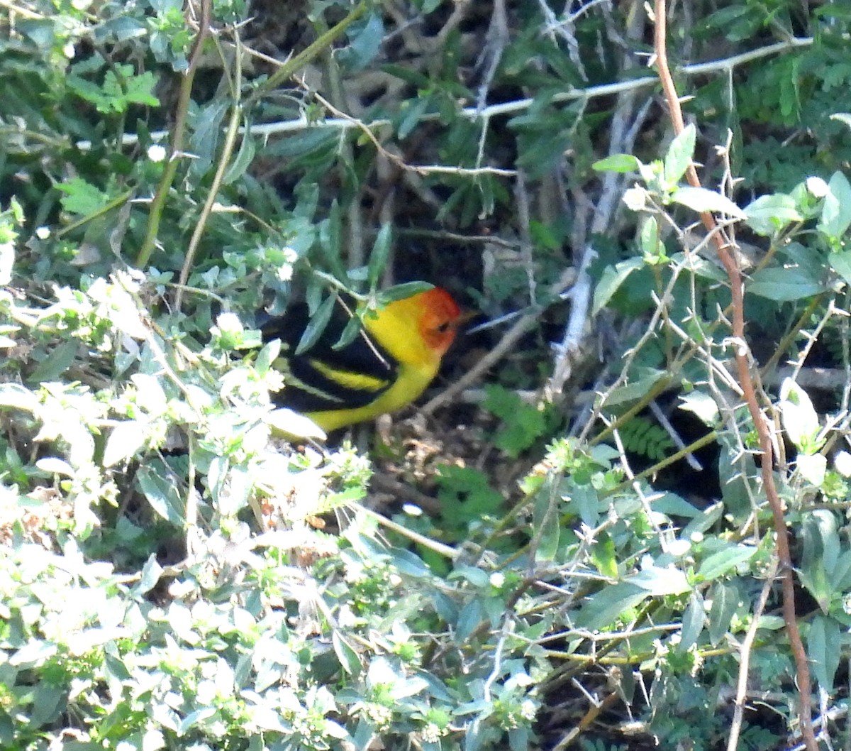 Western Tanager - Mary Tannehill