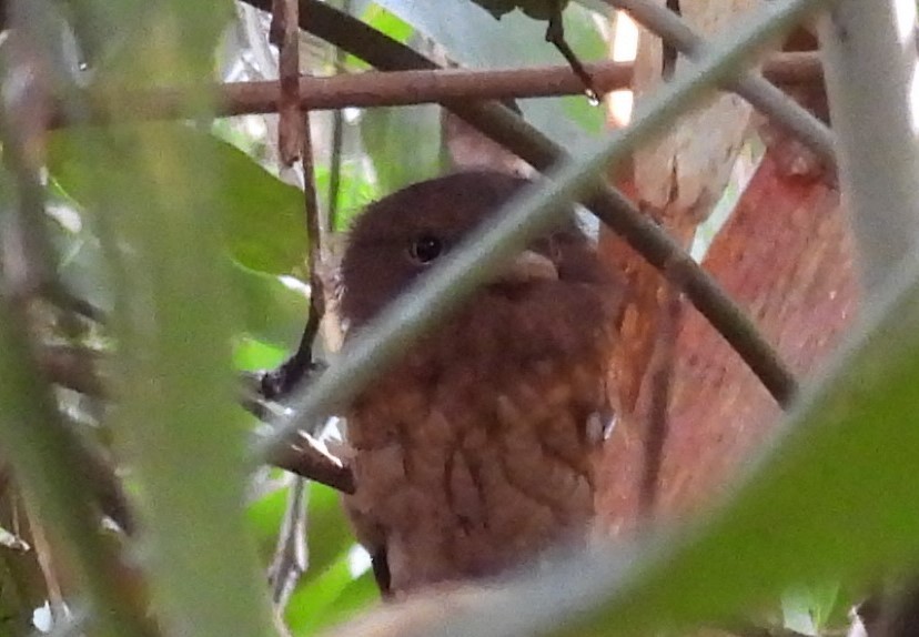 Gould's Frogmouth - ML433398171