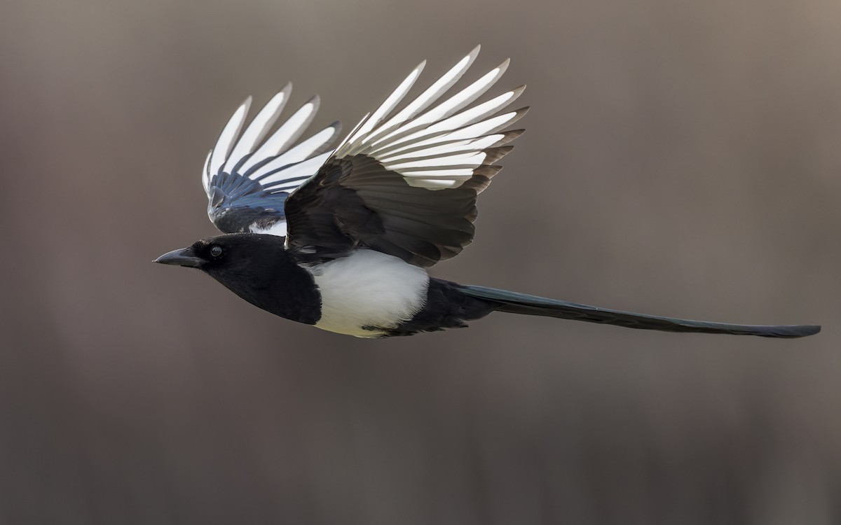 Black-billed Magpie - ML433398181