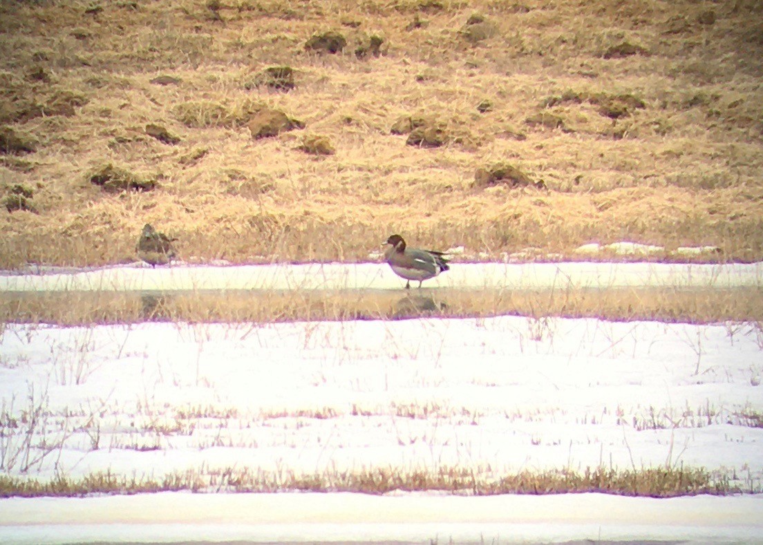 Eurasian Wigeon - ML433398421