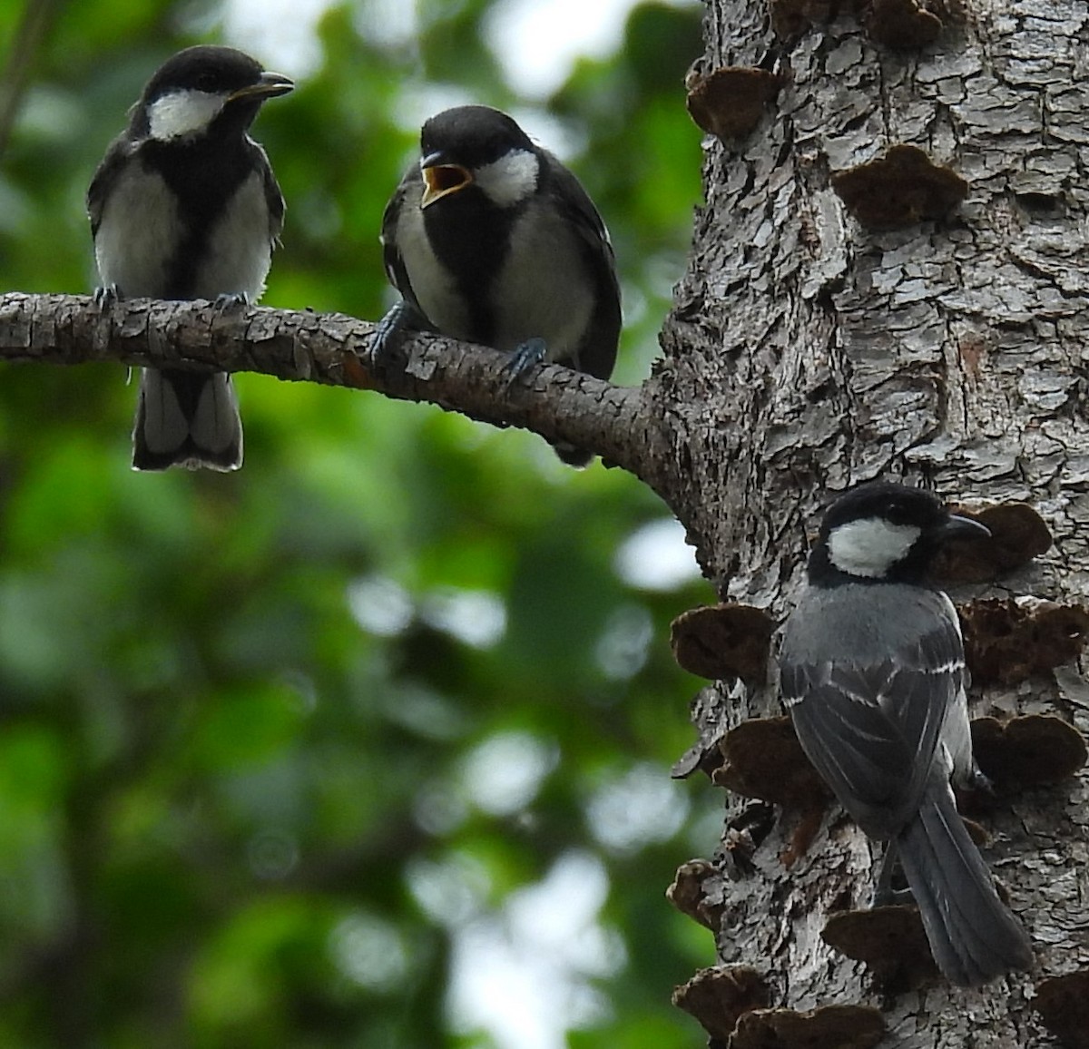 Cinereous Tit - ML433399831