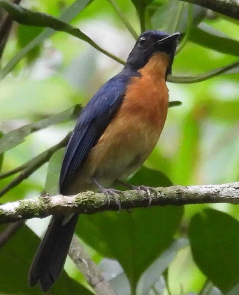 Mangrove Blue Flycatcher - ML433401411