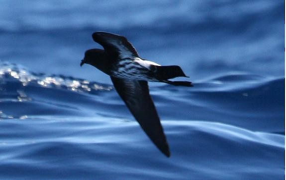 New Caledonian Storm-Petrel - Birdline Australia