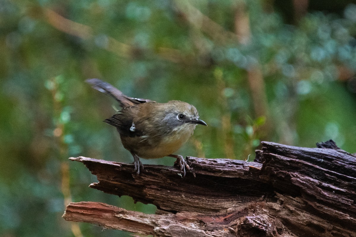 Scrubtit - Nige Hartley