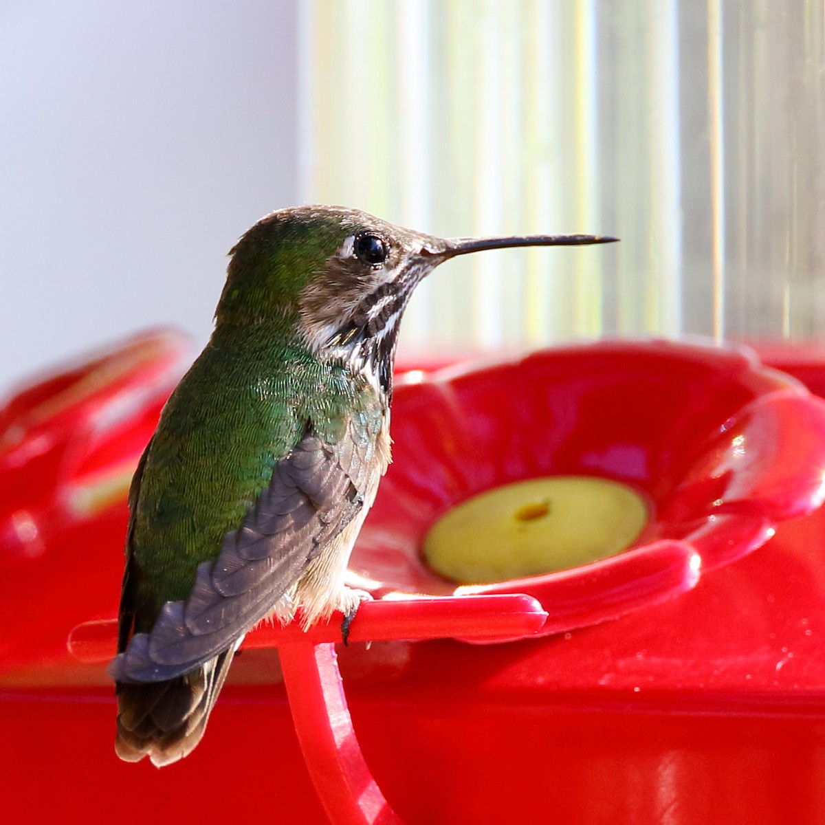Calliope Hummingbird - ML433408981