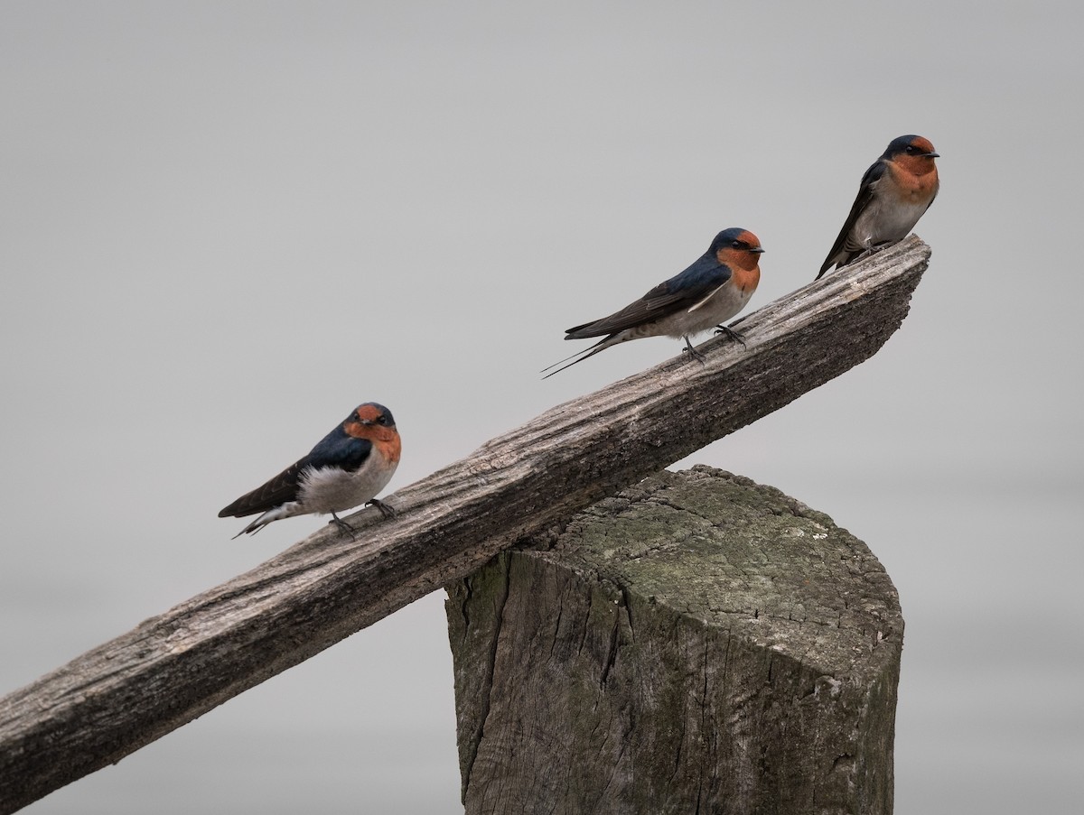 Welcome Swallow - ML433413001