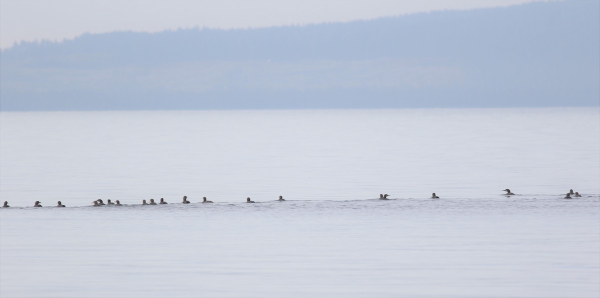 Pacific Loon - ML433414031