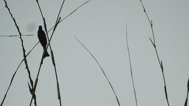 Cuclillo Drongo Colitruncado - ML433414641