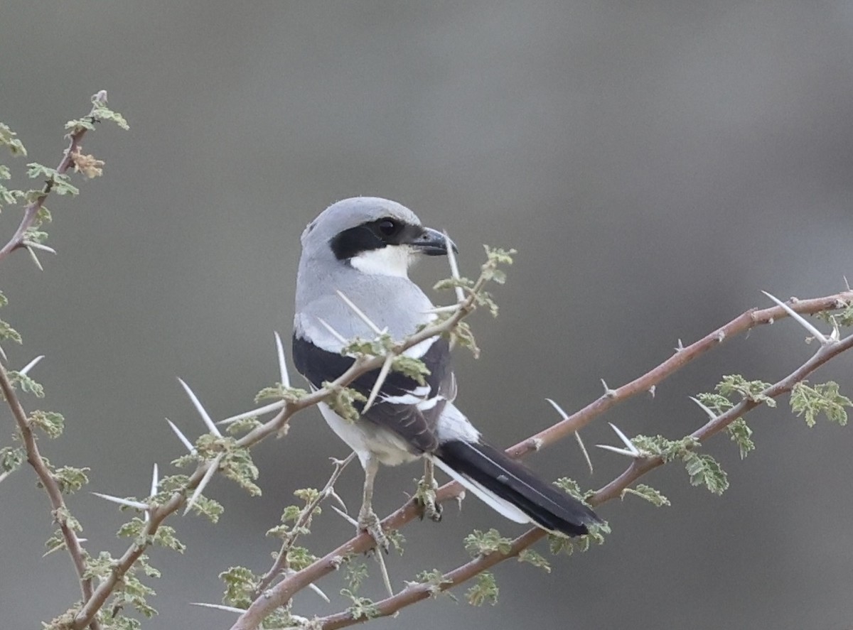 Great Gray Shrike (Arabian) - ML433414831