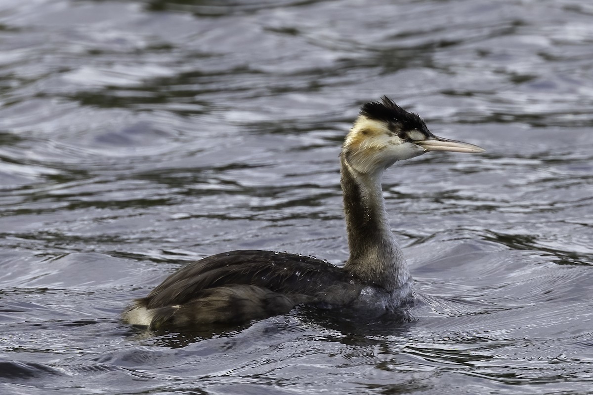 Great Crested Grebe - ML433417031