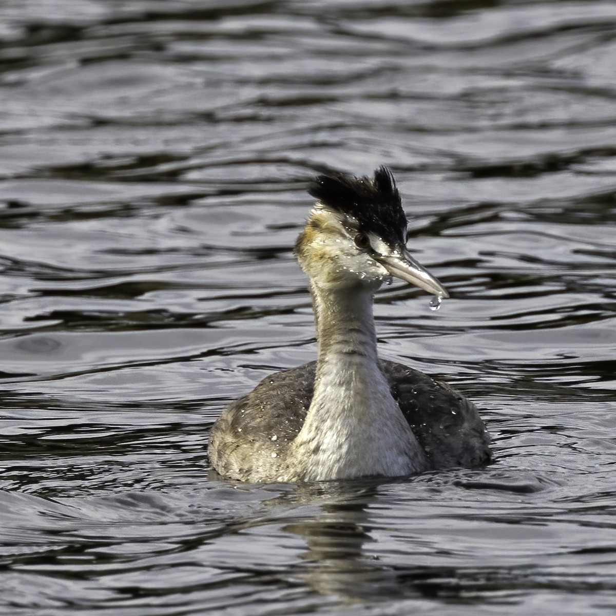 Great Crested Grebe - ML433417041
