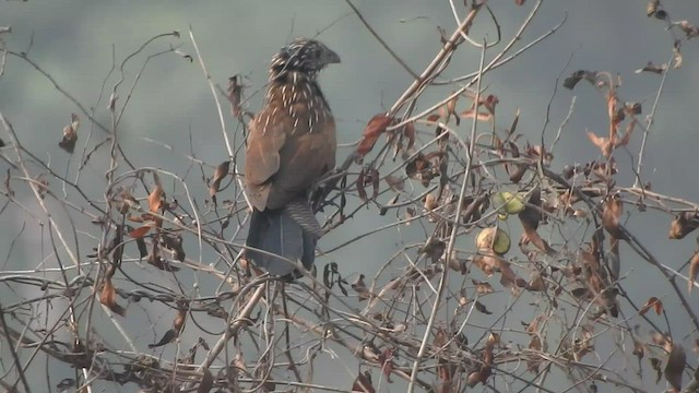 Lesser Coucal - ML433418301