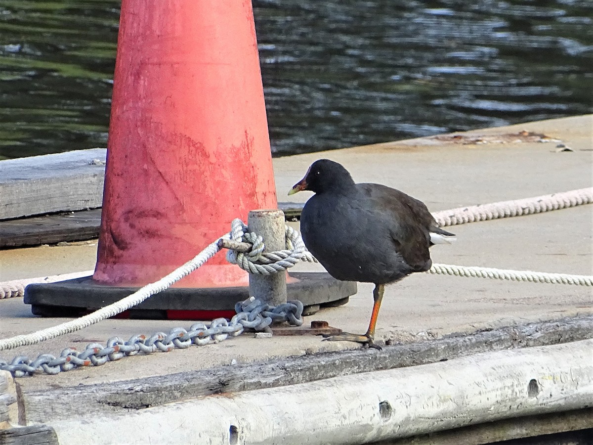 Dusky Moorhen - ML433418451