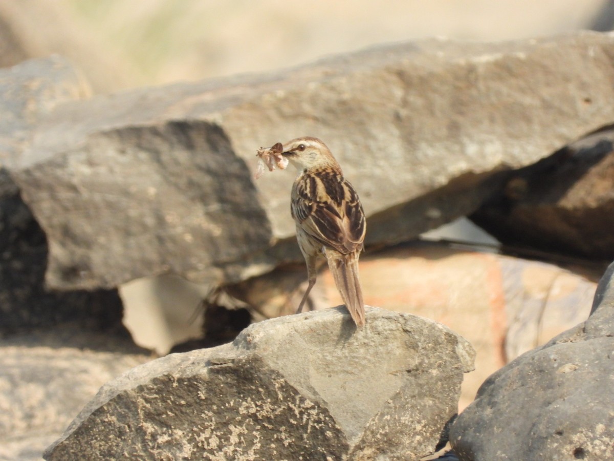 Striated Grassbird - Lakshmikant Neve