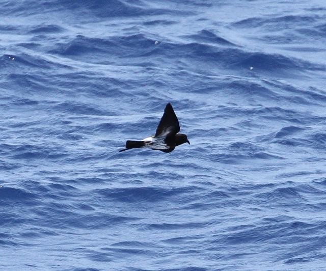 buřníček novokaledonský - ML433418841