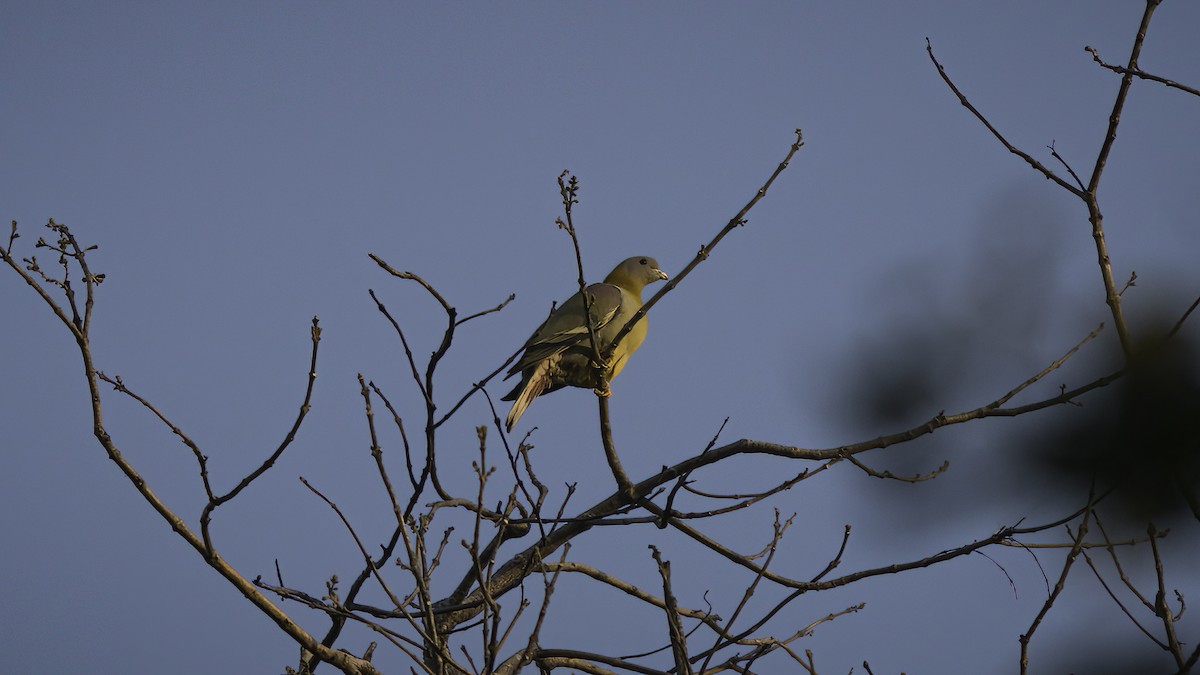 Yellow-footed Green-Pigeon - ML433420691