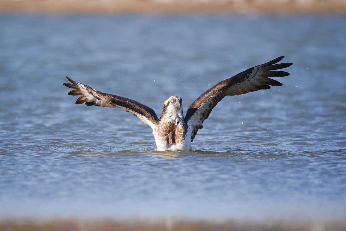 Osprey - ML433421051