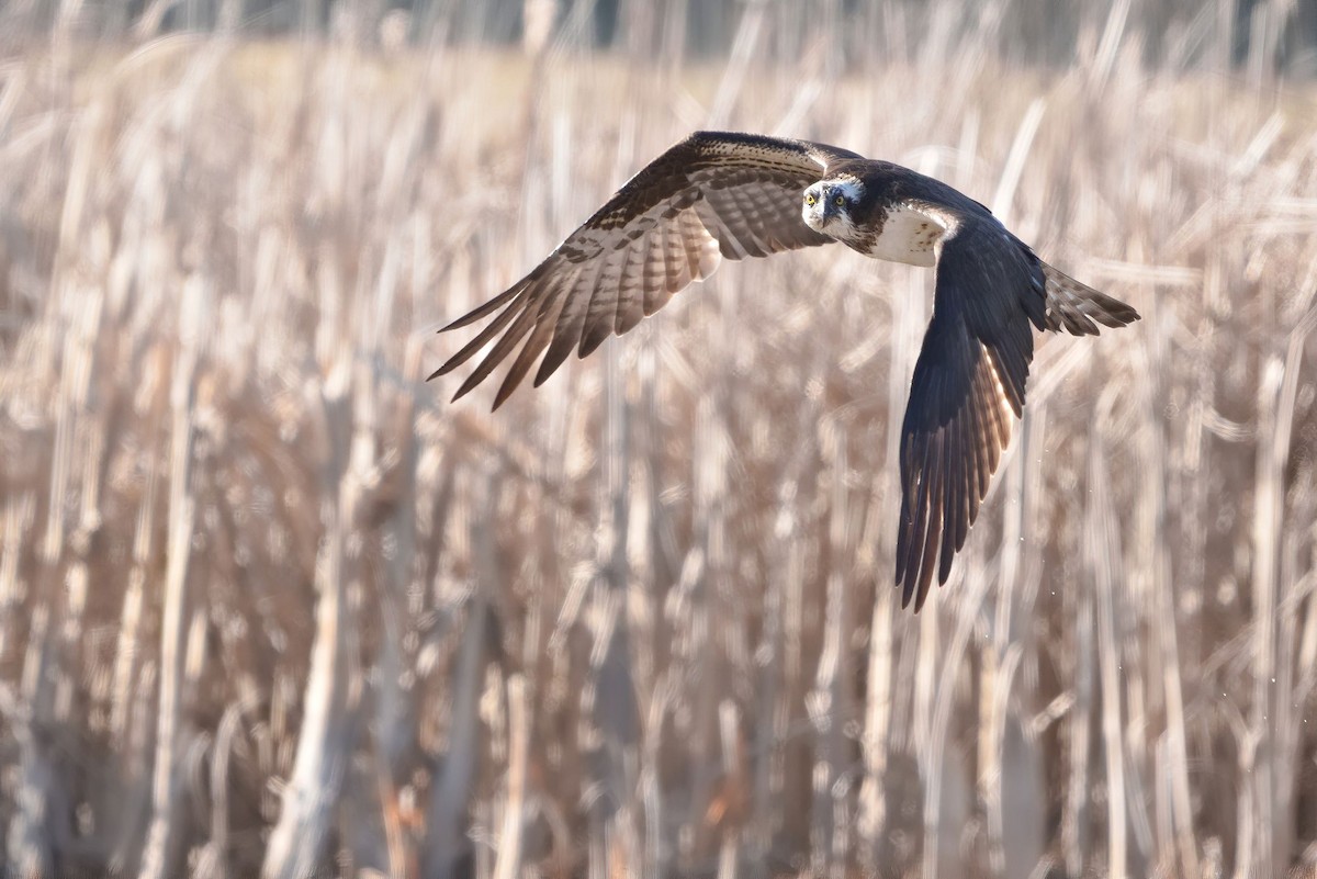 Osprey - ML433421081