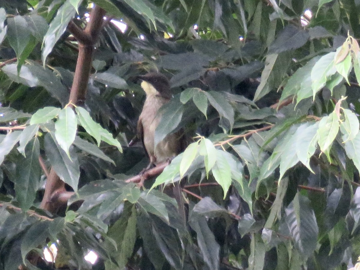 Bulbul Gorjiamarillo (flavigula) - ML433421411