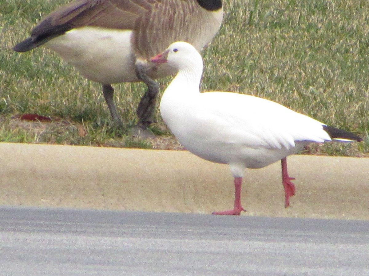 Ross's Goose - ML43342161