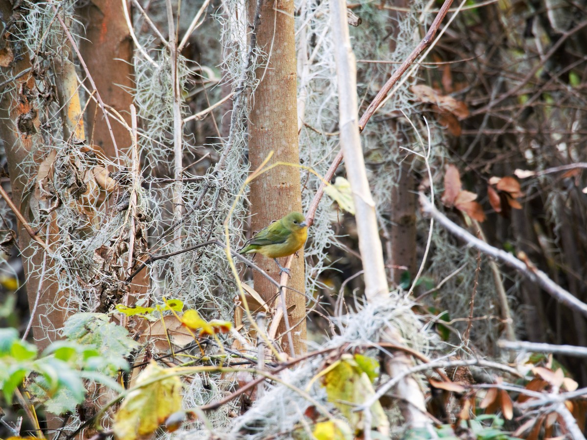 Painted Bunting - ML43342201