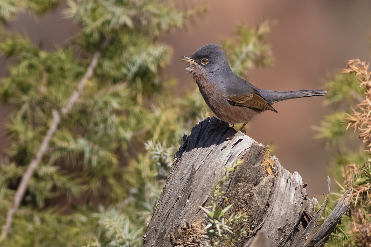 Tristram's Warbler - ML433422211