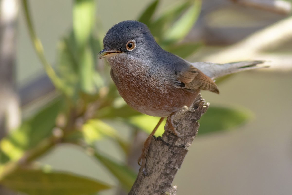 Tristram's Warbler - ML433422231