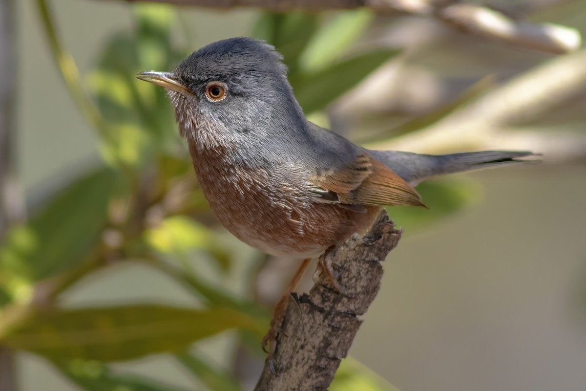 Tristram's Warbler - ML433422241