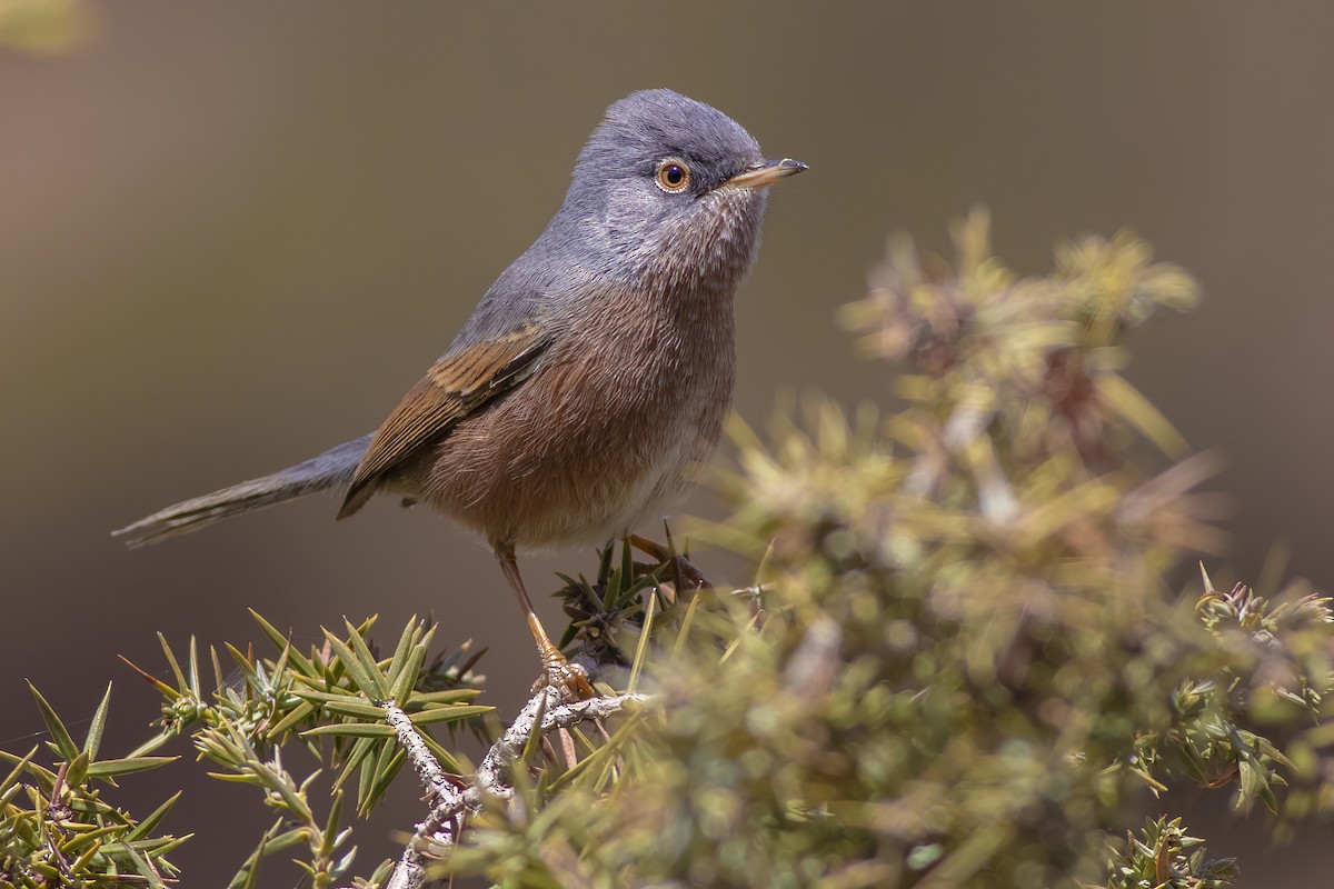 Tristram's Warbler - ML433422251