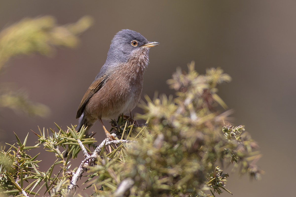 Tristram's Warbler - ML433422321