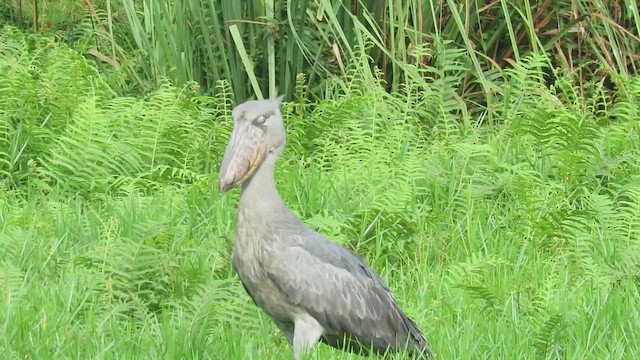 Shoebill - ML433423231